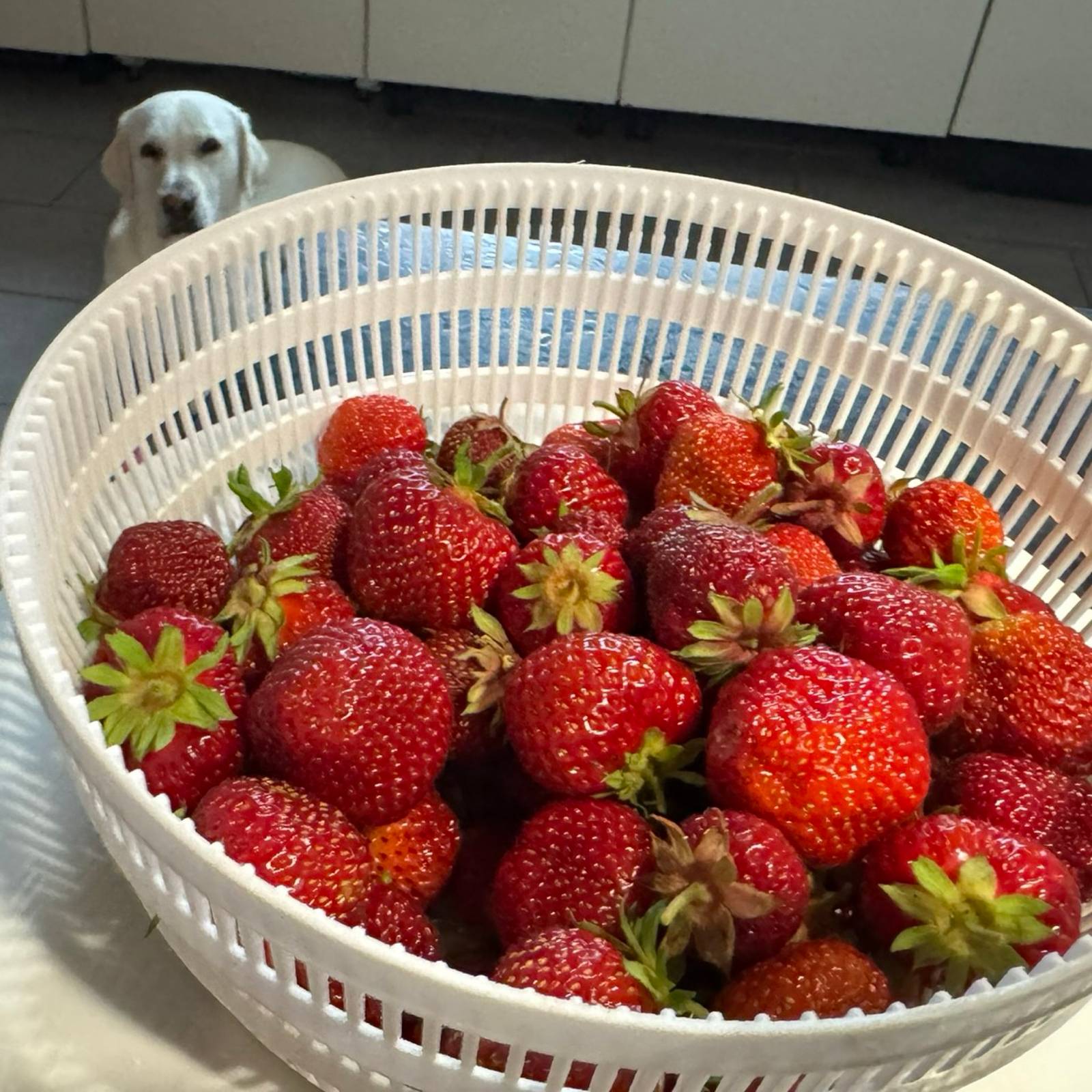 Beerenobst im Garten: Johannisbeeren, Himbeeren & mehr