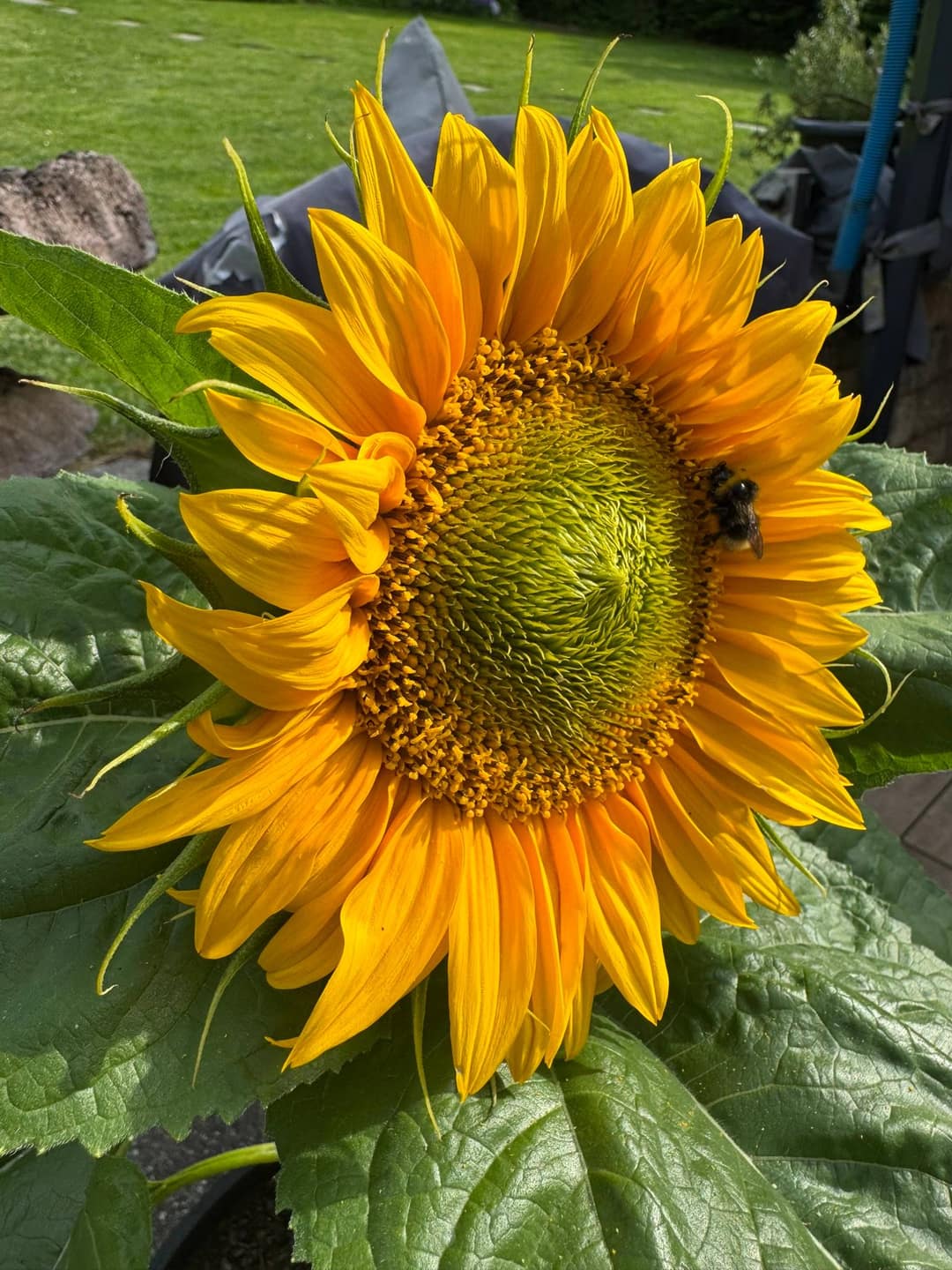 Bienenfreundliche Pflanzen: Die besten Trachtpflanzen fürs ganze Jahr
