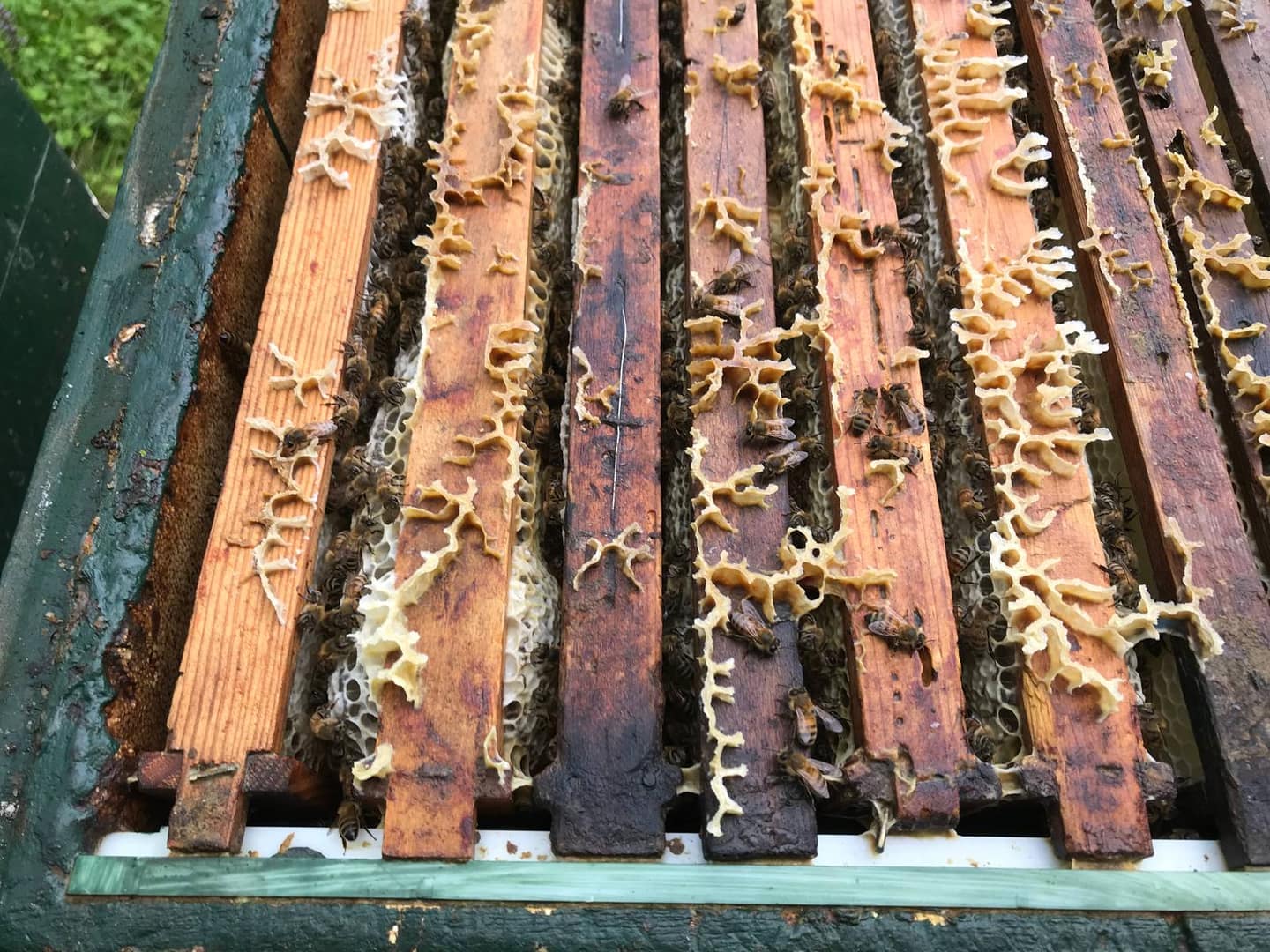 Bienenwachs verarbeiten: Kerzen, Kosmetik und mehr