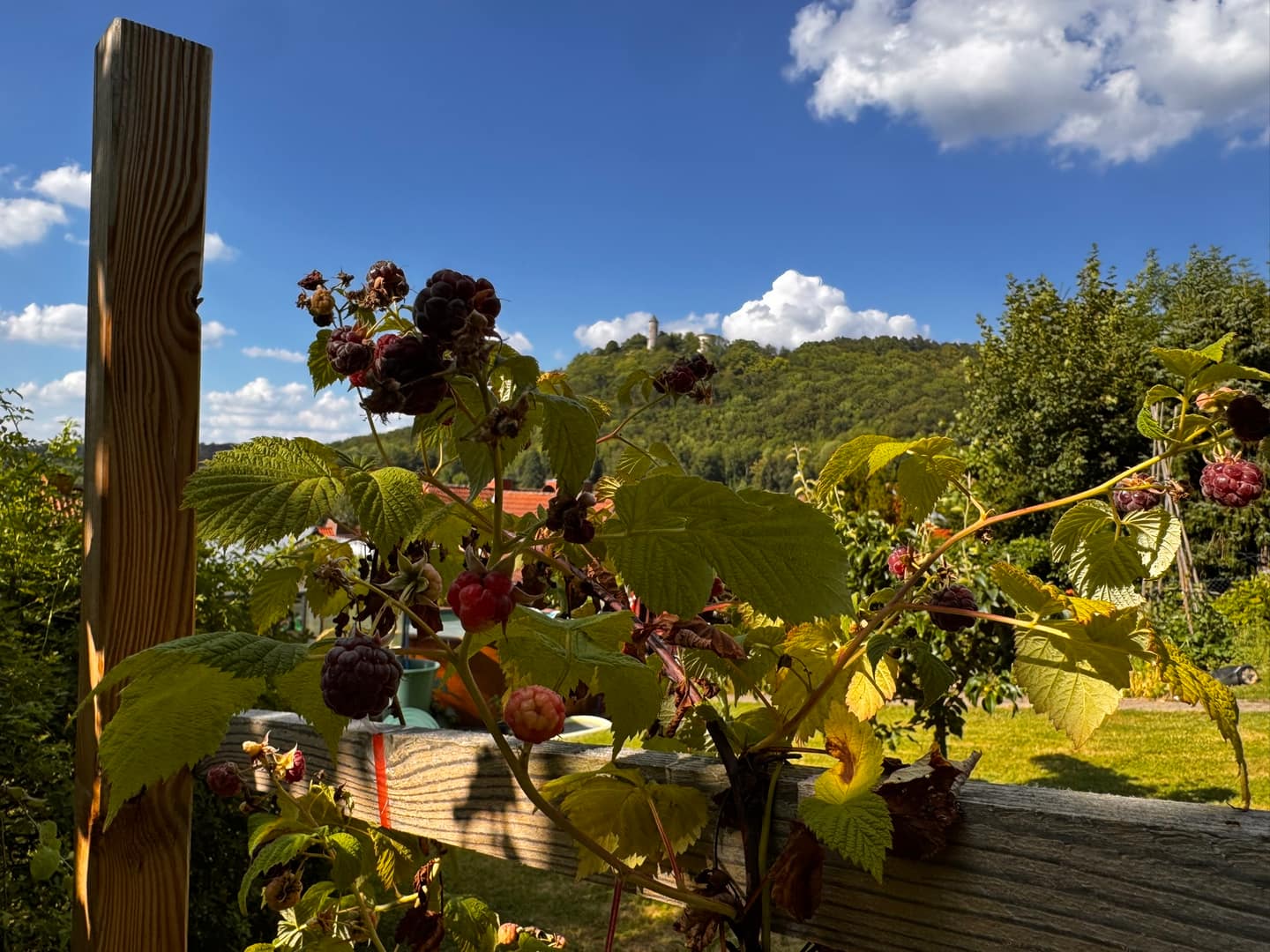 Brombeeren: sammeln, zähmen & verarbeiten