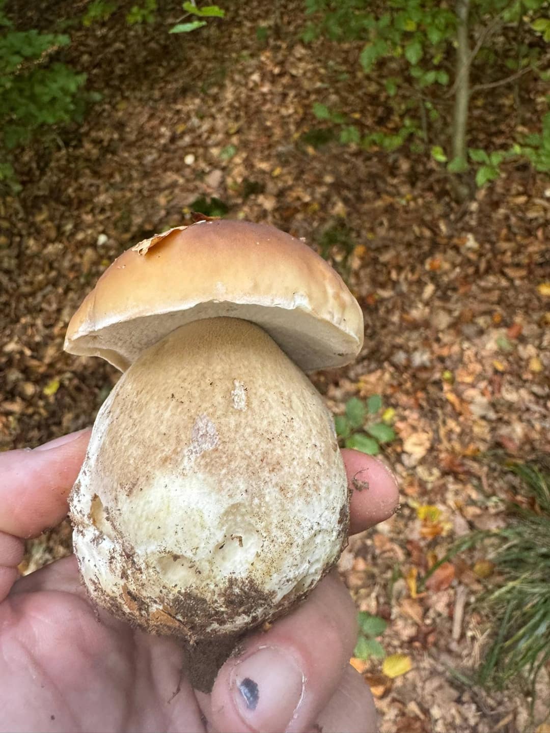 Die 10 häufigsten Speisepilze im Porträt