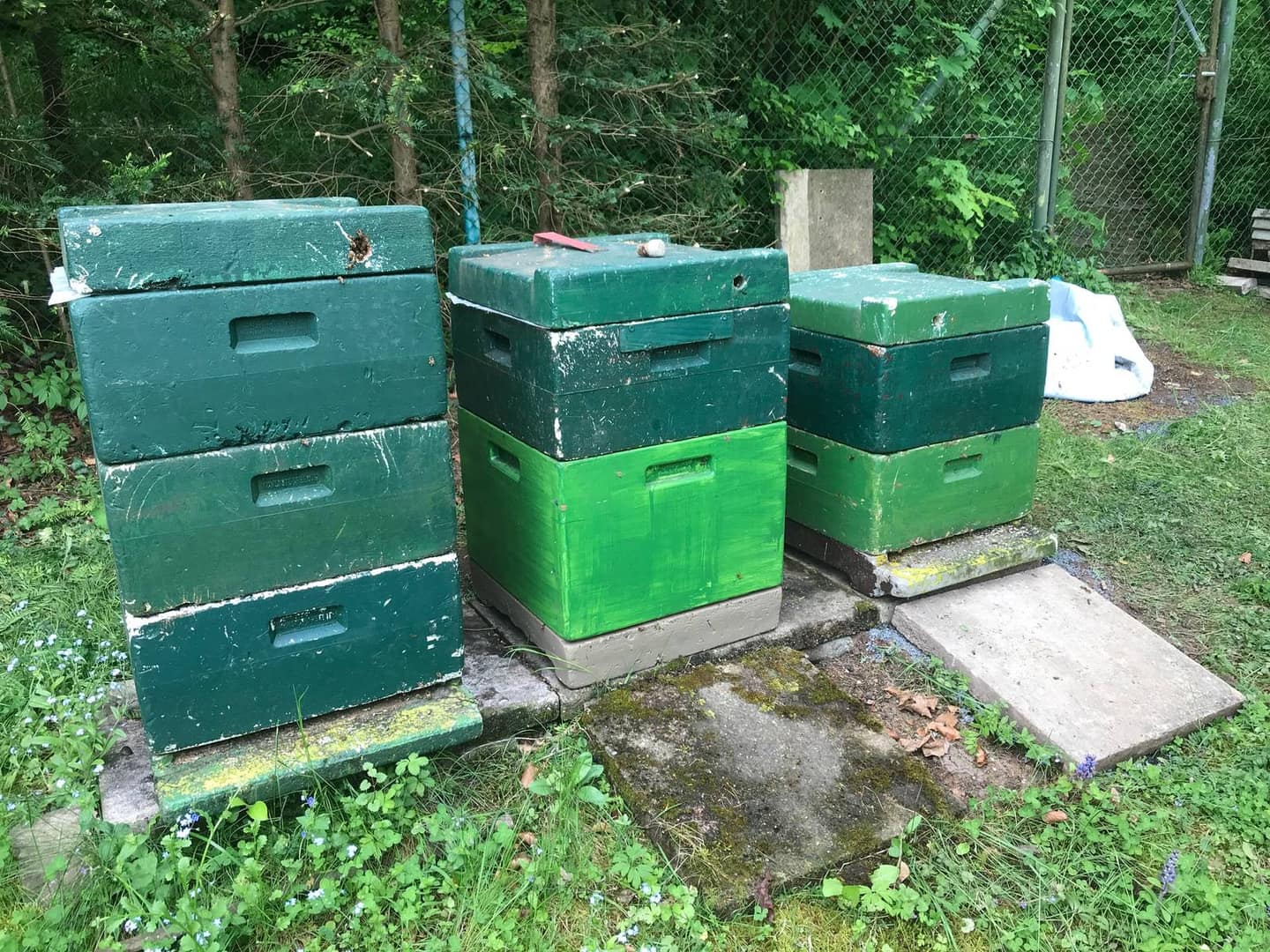 Einfütterung: Deine Bienen sicher durch den Winter bringen