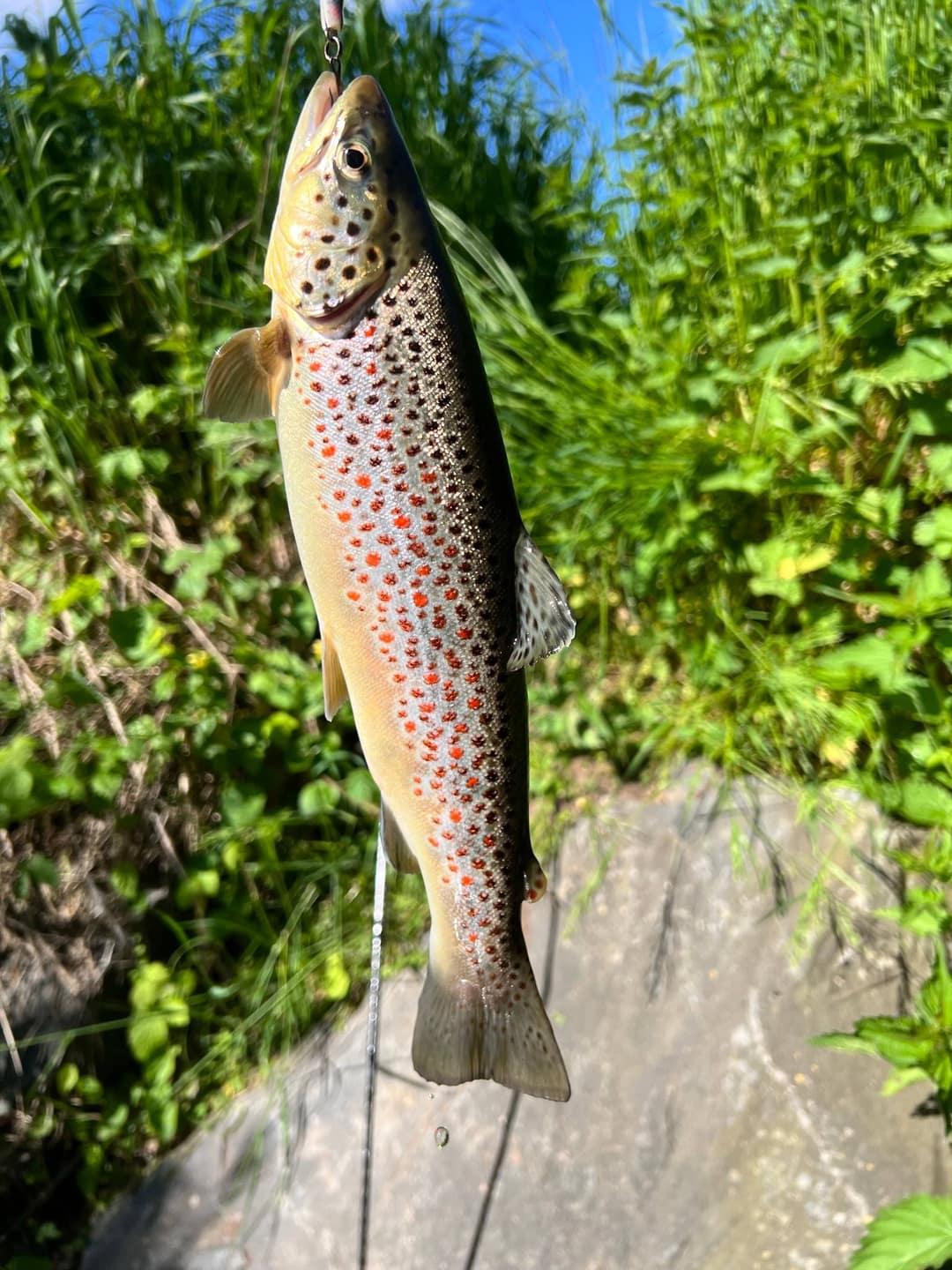 Fisch ausnehmen & filetieren: Schritt für Schritt