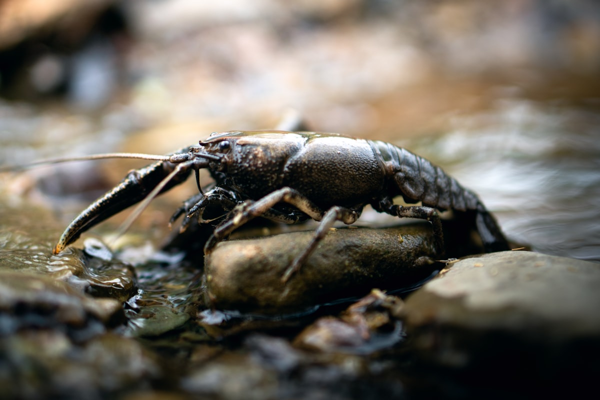 Flusskrebse fangen & kochen: der unterschätzte Wasserbewohner