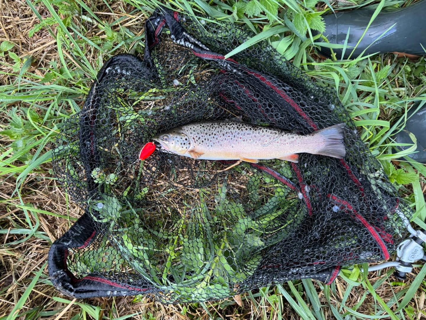 Forellen angeln: Fliegenfischen & Spinnfischen im Bach