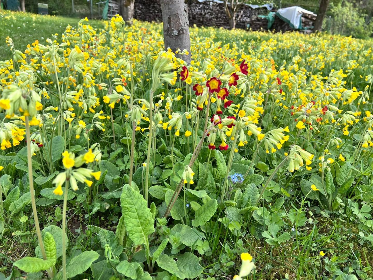 Garten winterfest machen: Pflege im Herbst für den perfekten Neustart