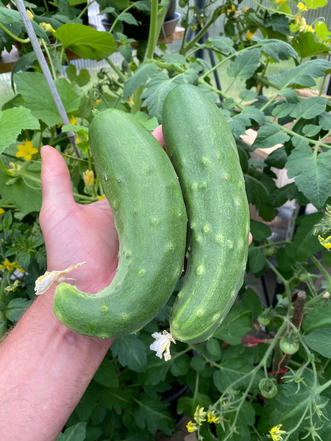 Gurken anbauen: knackig & frisch vom eigenen Beet