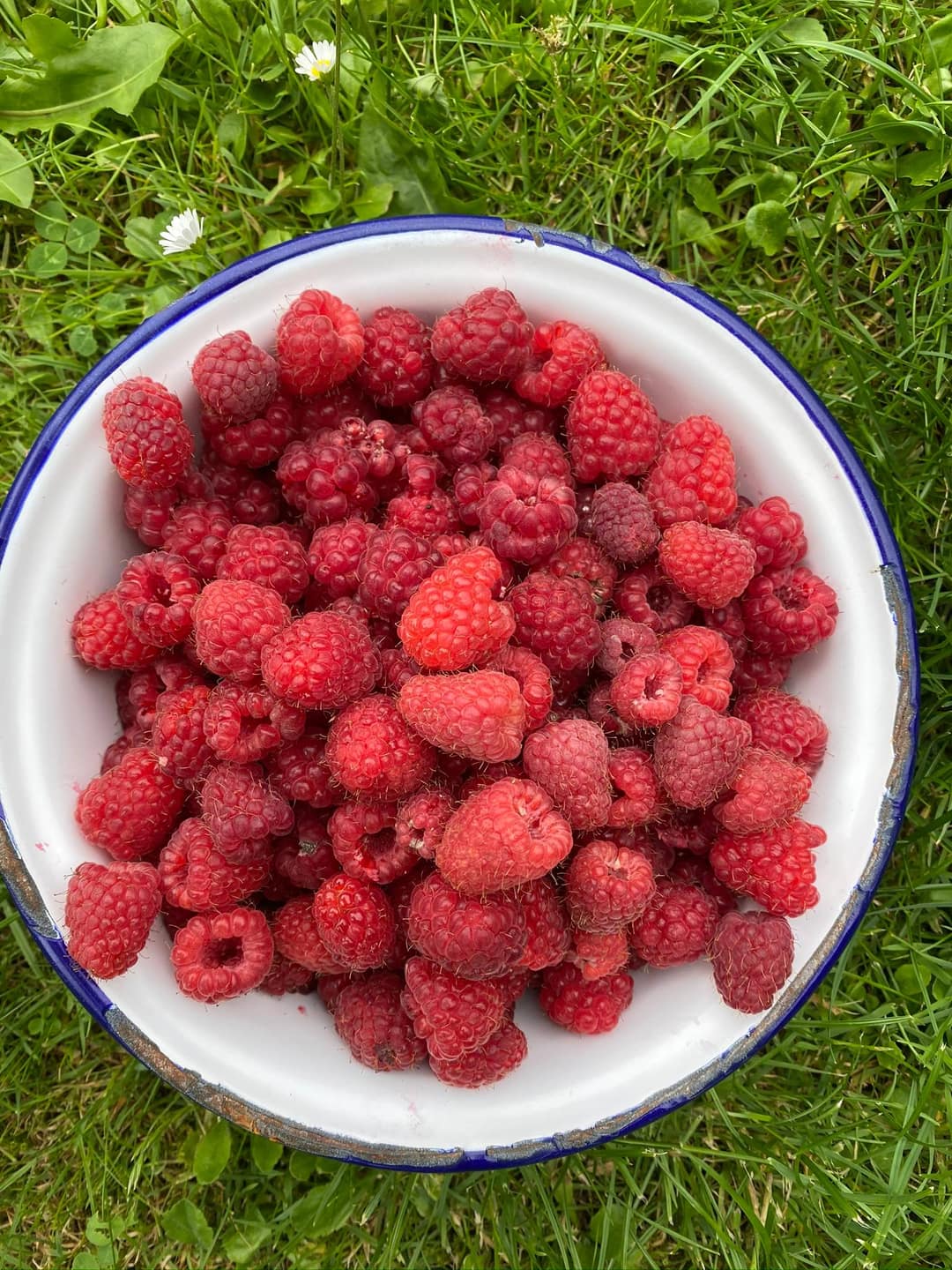 Himbeeren verarbeiten: Marmelade, Sirup & Saft einkochen