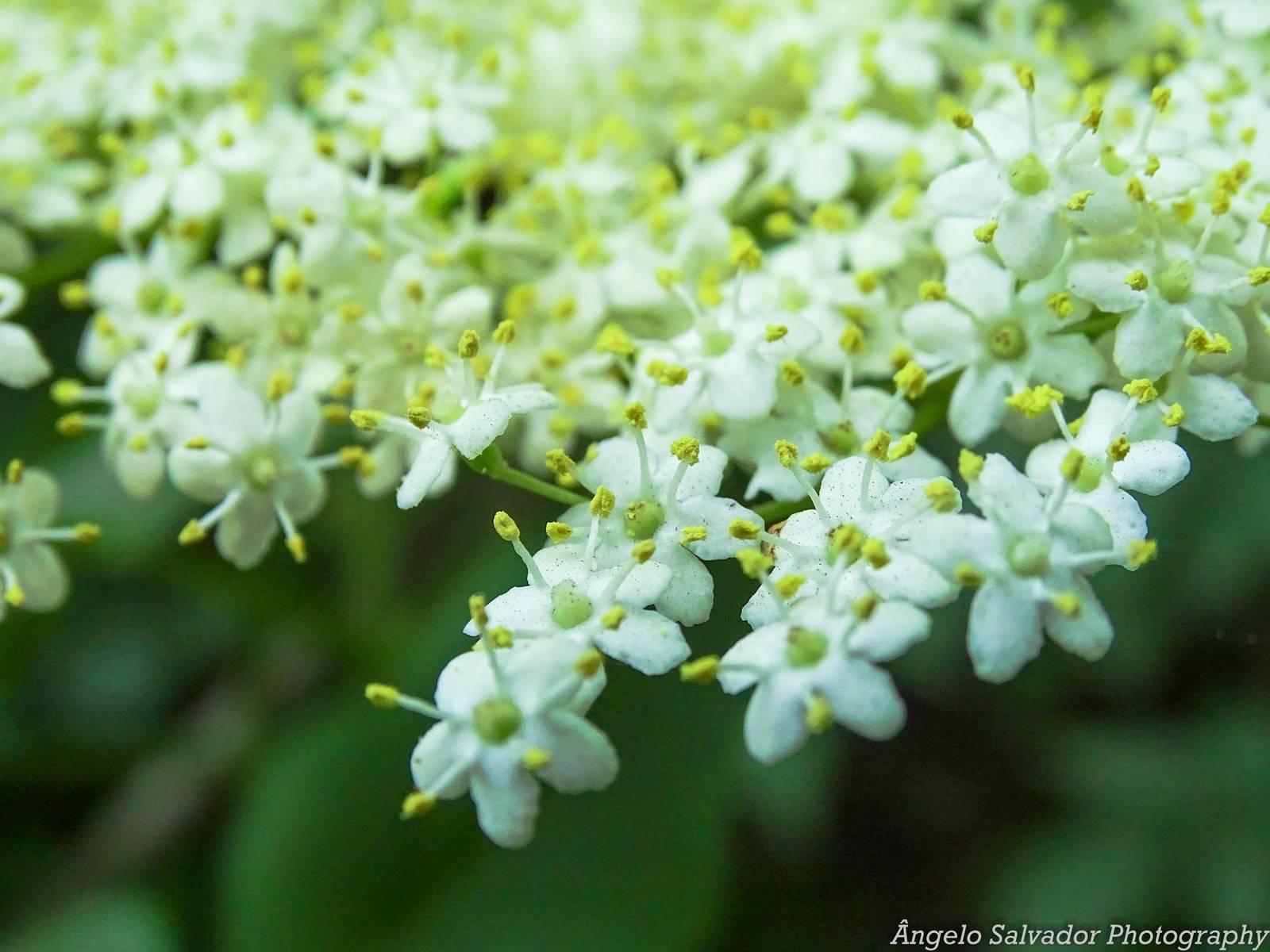 Holunder – Blüten und Beeren richtig verarbeiten