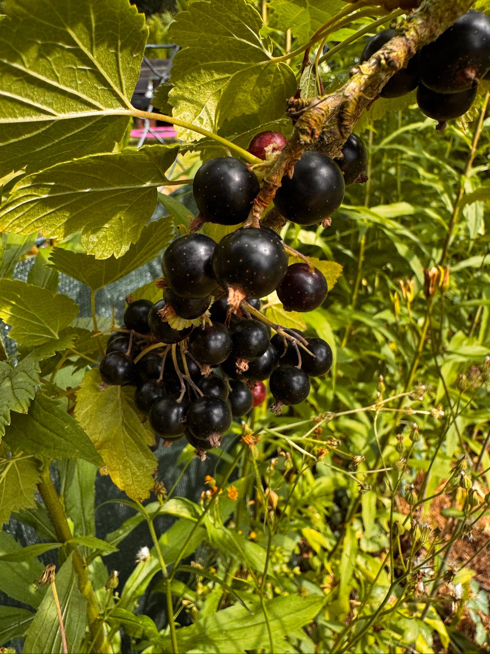 Johannisbeergelee & Saft: schwarze & rote Beeren haltbar machen