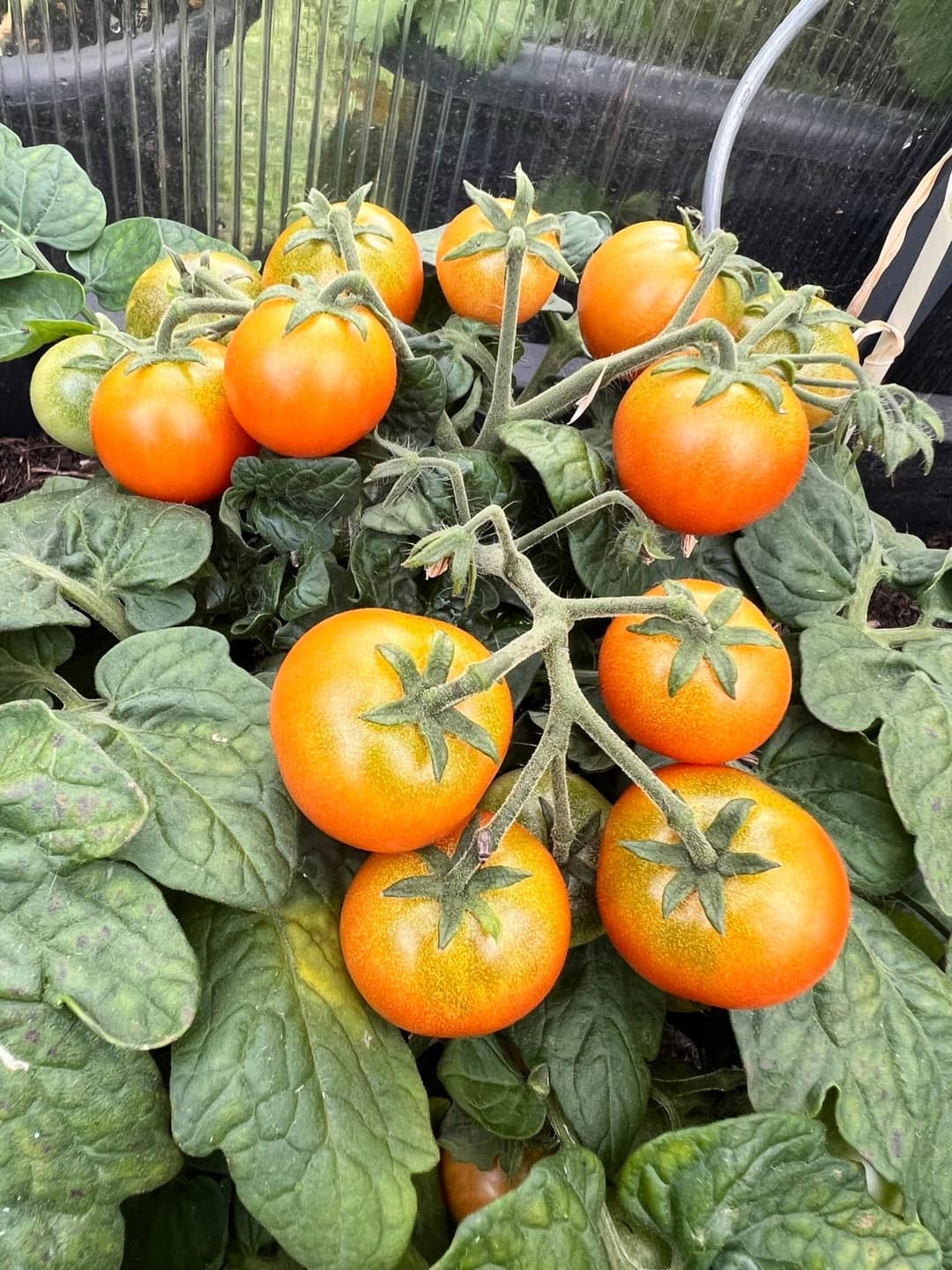 Kirschtomaten: bunte Vielfalt für Beet, Balkon & Topf