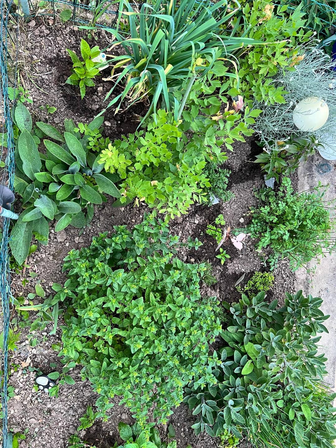 Kräuter in Töpfen: Balkon-Küchengarten für jeden