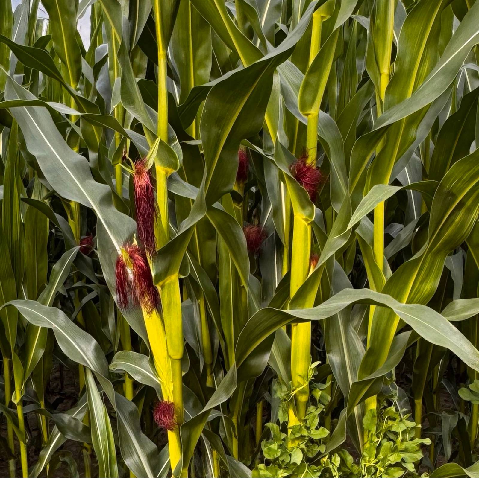 Mais im Garten: Zuckermais selbst anbauen & ernten