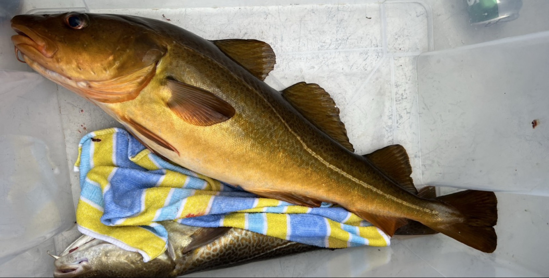 Meeresangeln in Norwegen: Dorsch, Rotbarsch & Lachs