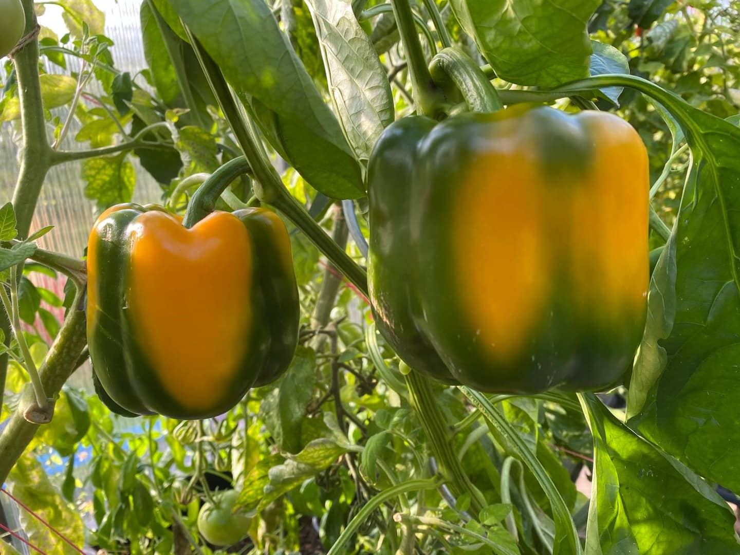 Paprika & Chili im Gewächshaus: heiß & bunt