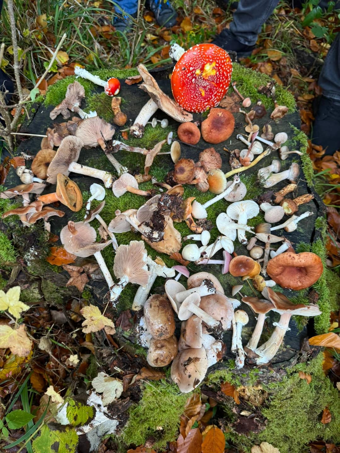 Saisonkalender: Wann welche Pilze wachsen