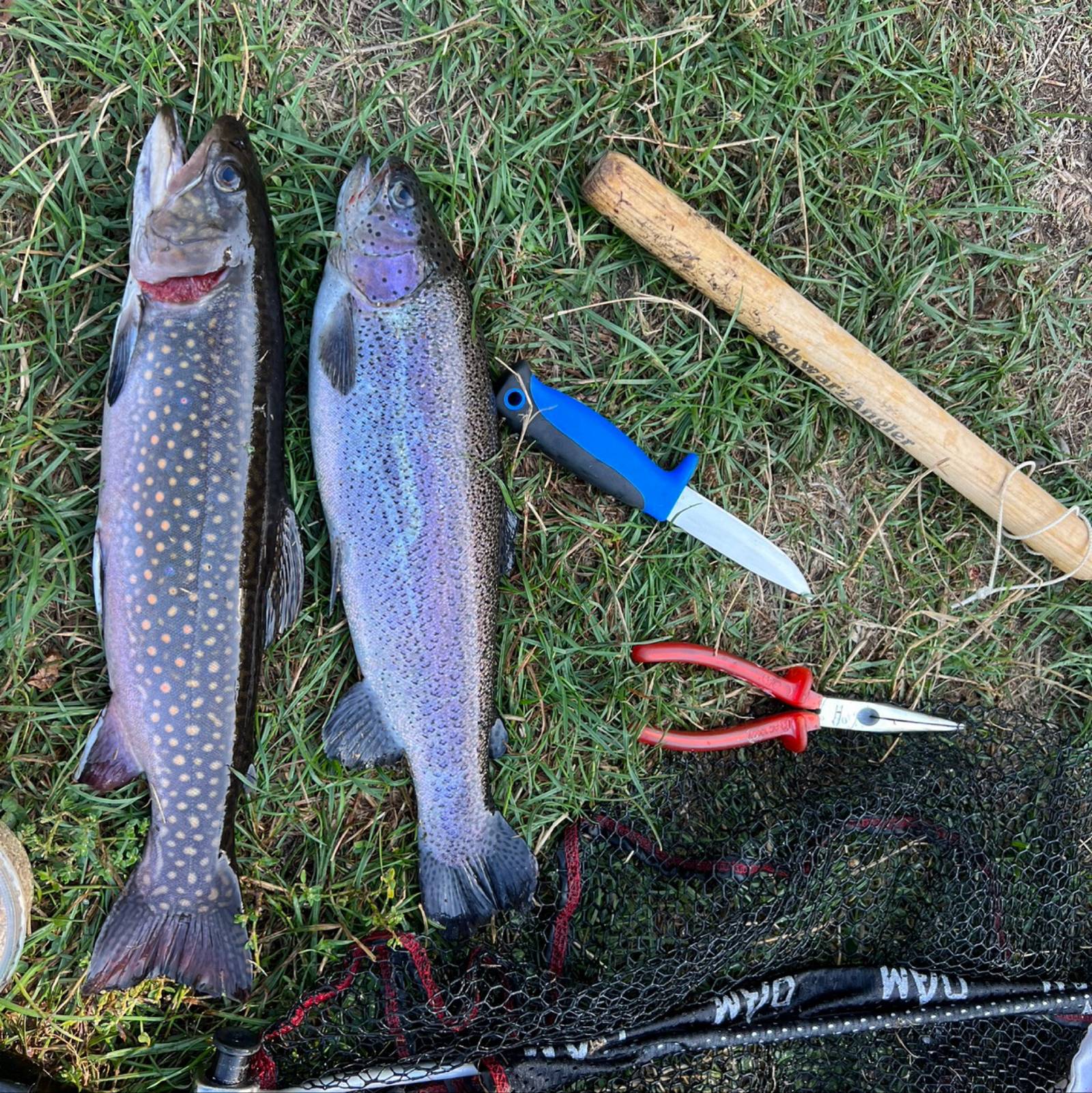 Saisonkalender: Wann welcher Fisch beißt