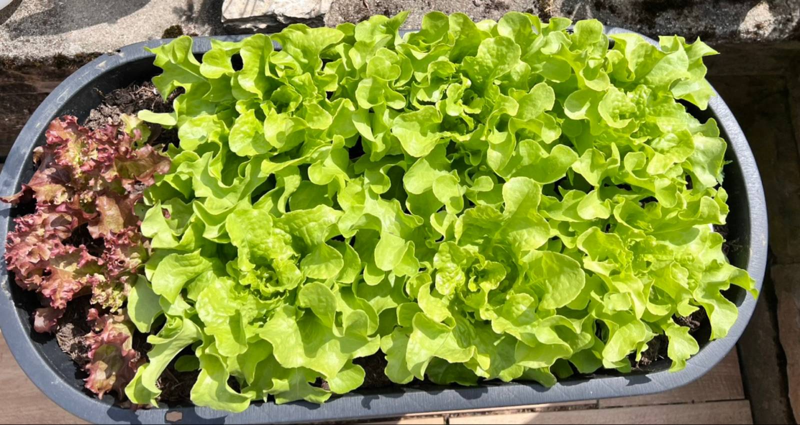 Salat rund ums Jahr: Pflücksalat, Kopfsalat & Feldsalat