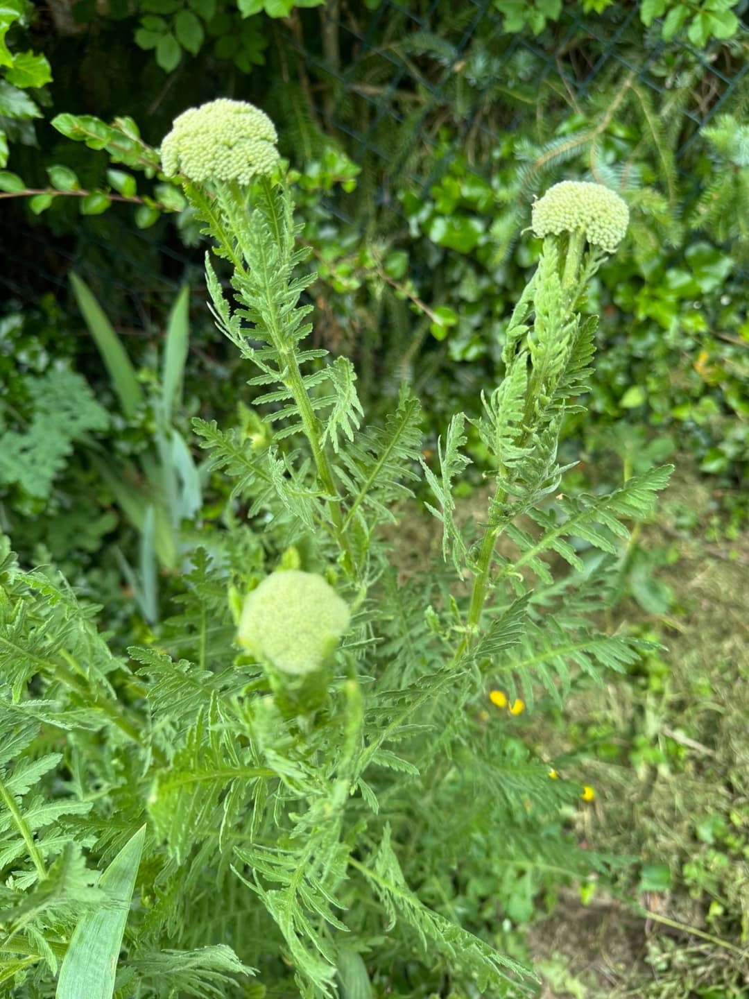 Schafgarbe – Heilpflanze und Bienenweide