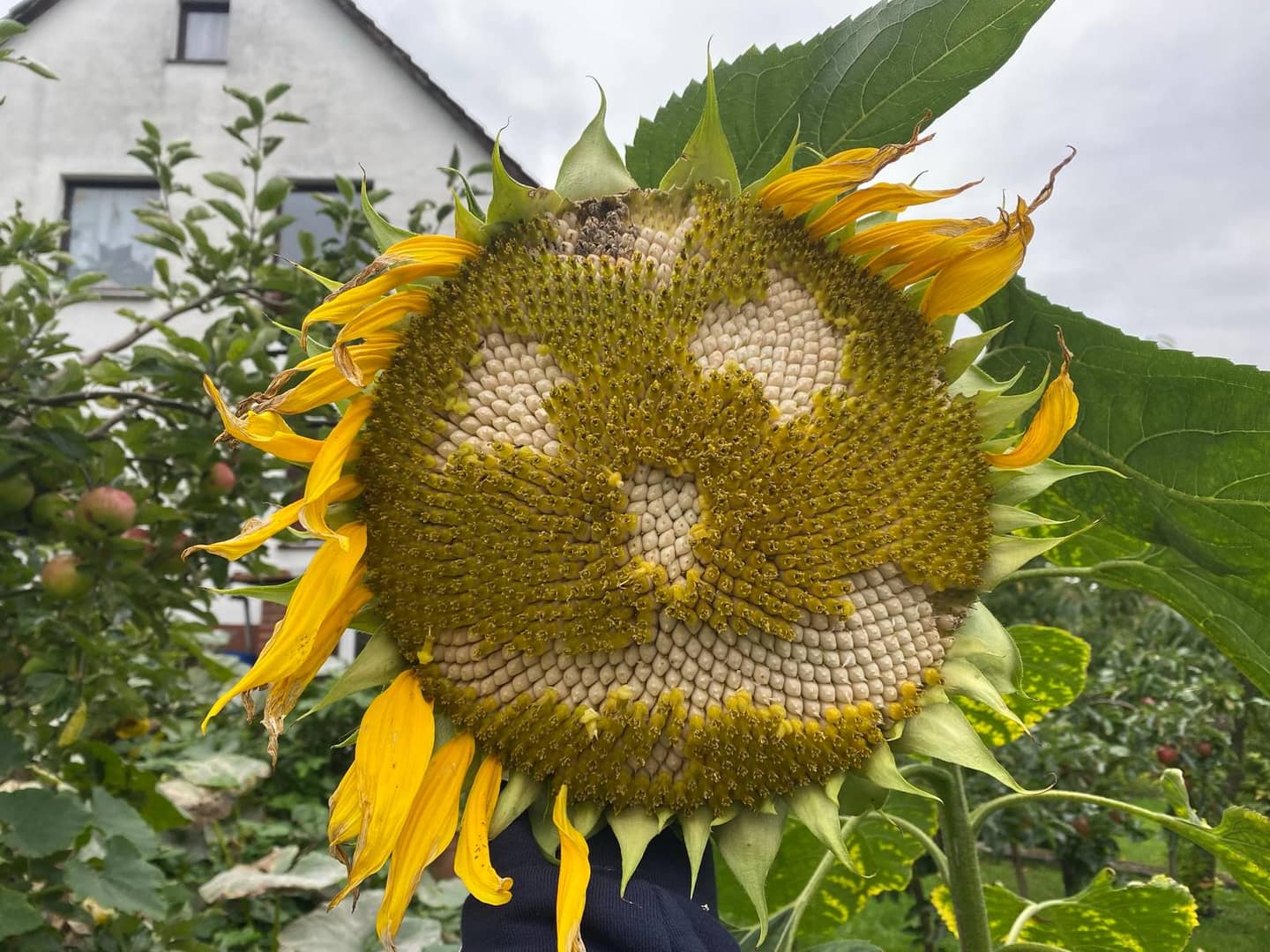 Sonnenblumen anbauen: Riesen, Schnittblumen & Samenernte