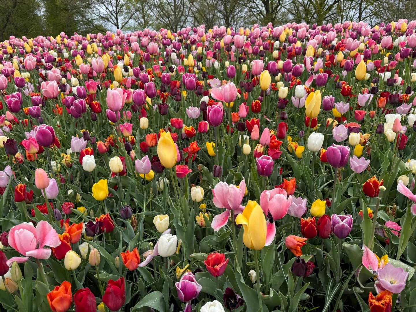 Tulpen & Blumenzwiebeln: Frühlingspracht Schritt für Schritt