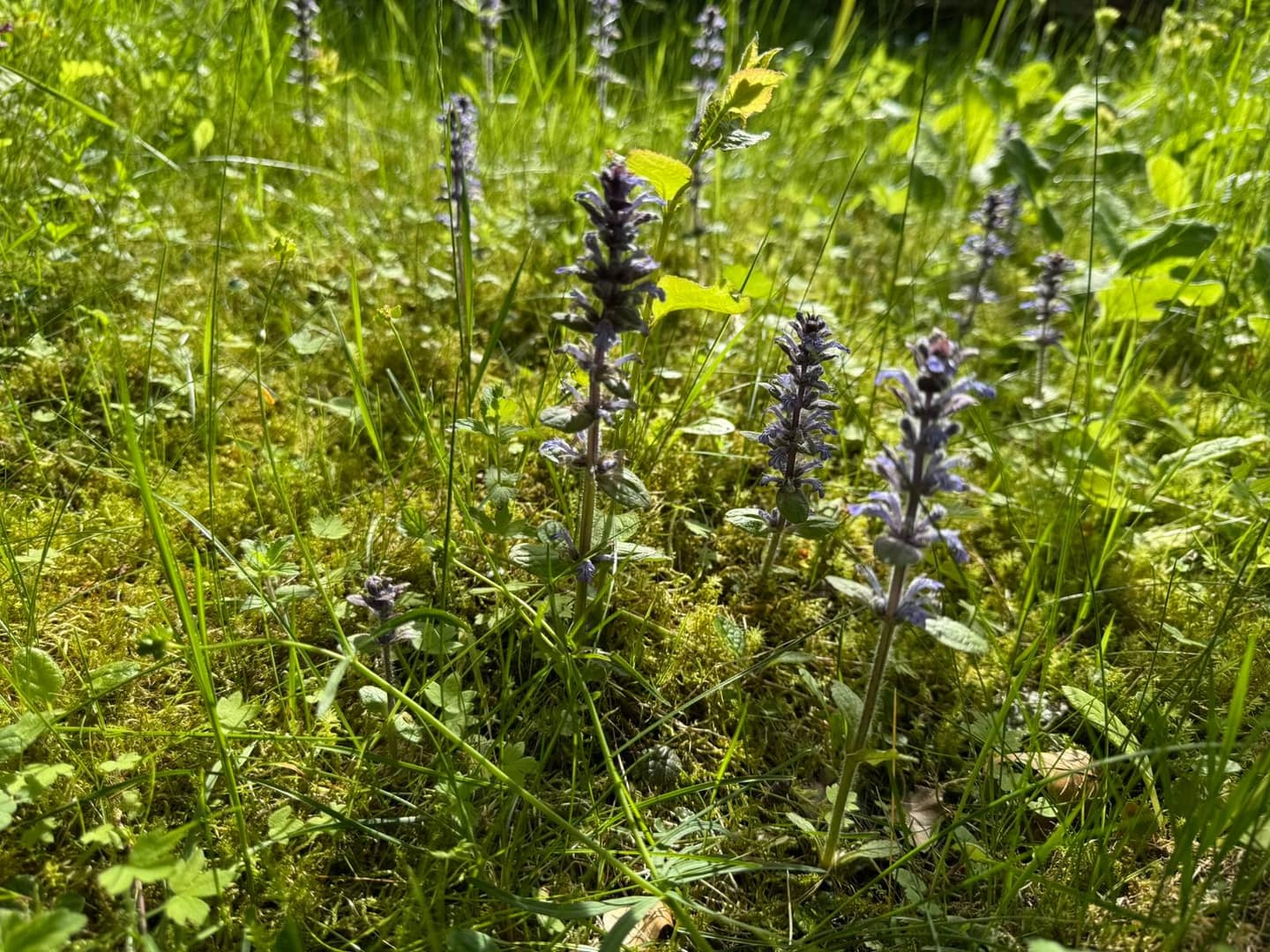 Wildkräuter im Frühjahr: Bärlauch, Brennnessel, Giersch