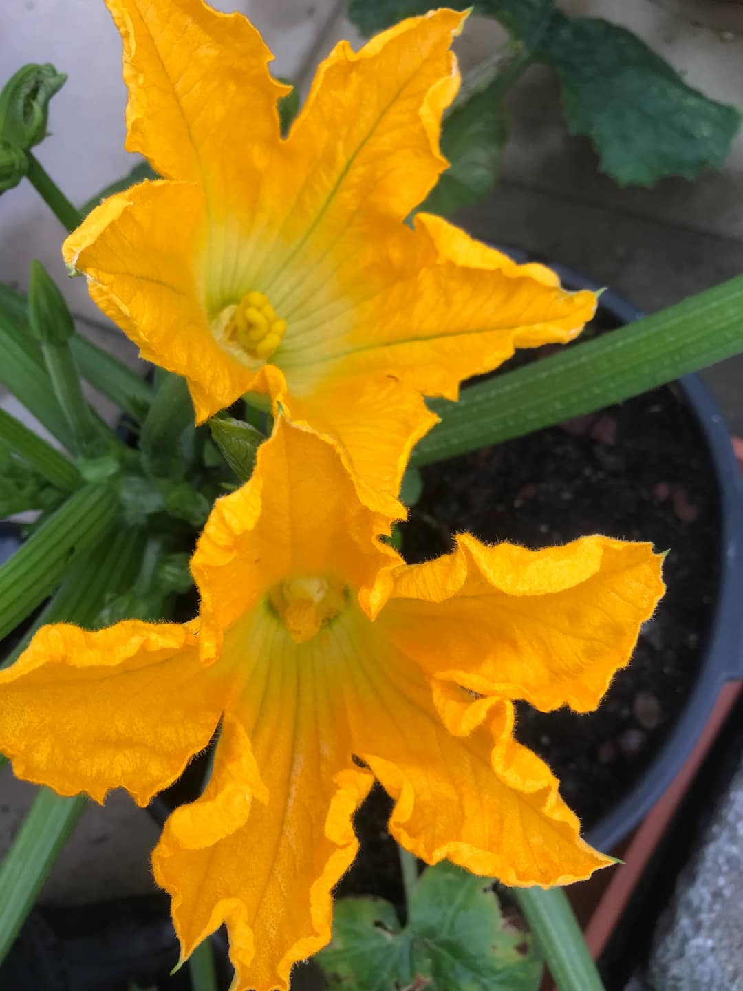 Zucchini haltbar machen: einkochen, einfrieren & mehr